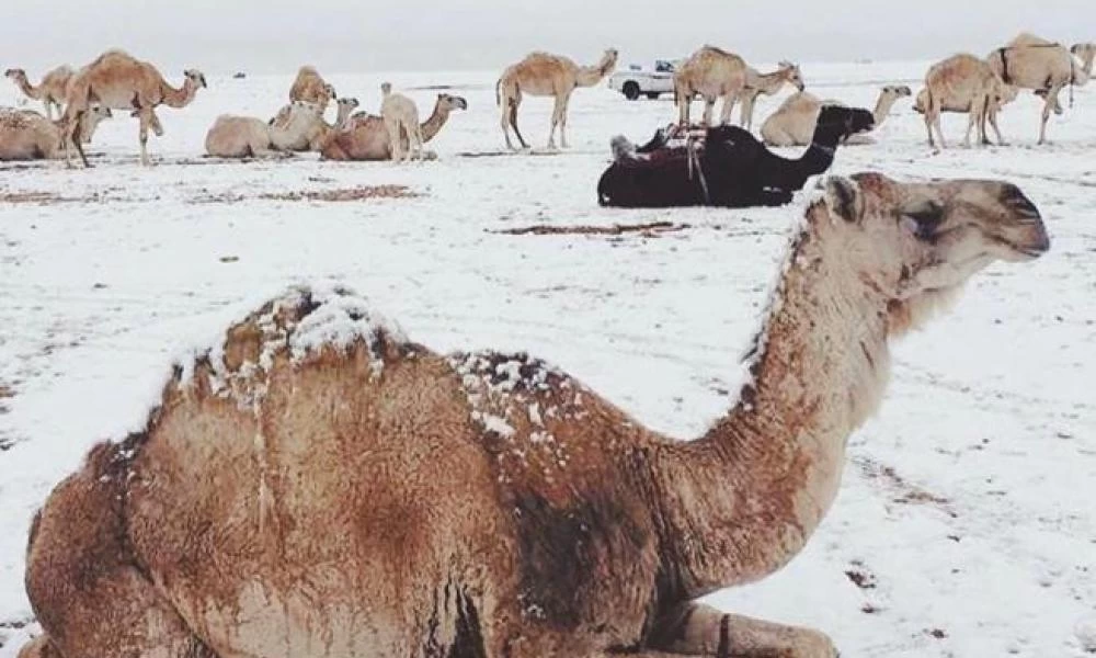Μετά από 50 χρόνια χιόνισε στην έρημο της Σαουδικής Αραβίας